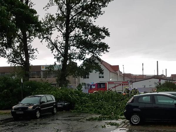 In Lauf/links stürzte ein großer Baum auf ein Auto.