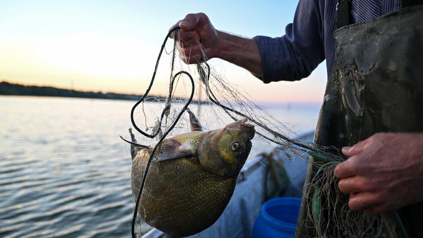 Zu wenig Nahrung, zu viele Fressfeinde: Im Jahr 2021 gingen den Berufsfischern im Bodensee kaum Fische ins Netz. Die letzten Vertreter des Handwerks bangen nicht nur deshalb um ihre Zukunft.