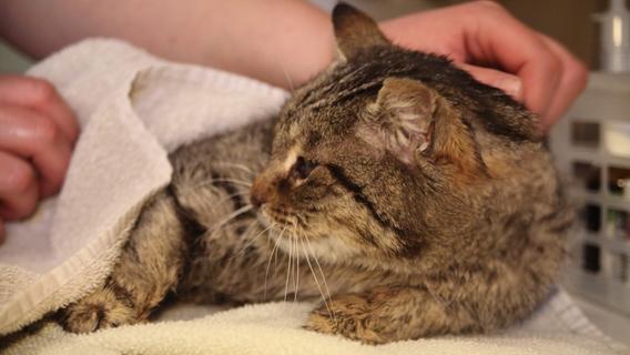 Passanten finden gelähmte Katze im Straßengraben: Tierheim bittet um Spenden für Smokey