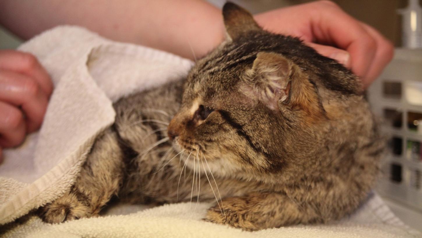 Smokey ist blind und gelähmt und braucht daher im Tierheim viel Betreuung und Hingabe.
Smokey ist blind und gelähmt und braucht daher im Tierheim viel Betreuung und Hingabe.