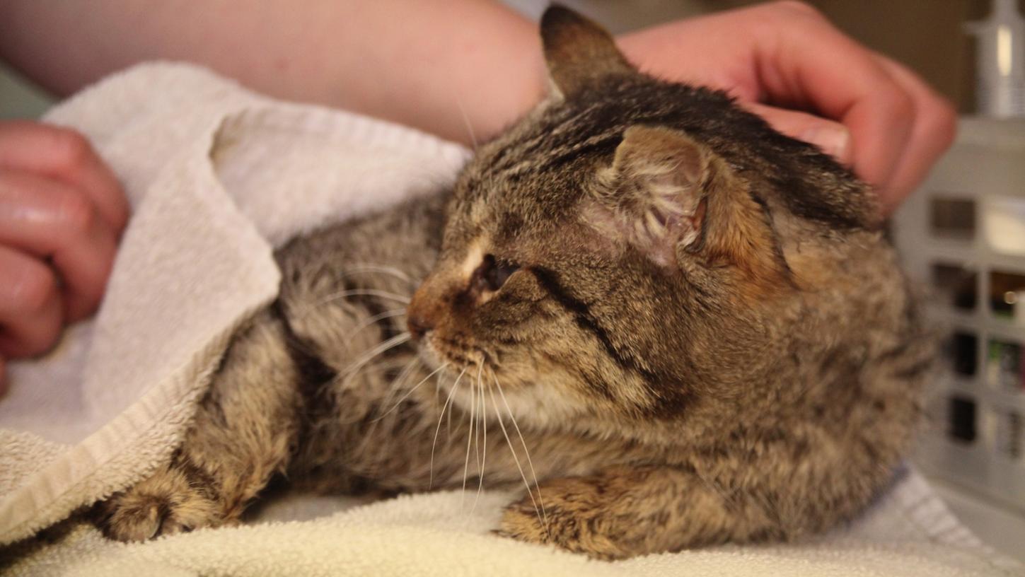 Smokey ist blind und gelähmt und braucht daher im Tierheim viel Betreuung und Hingabe.