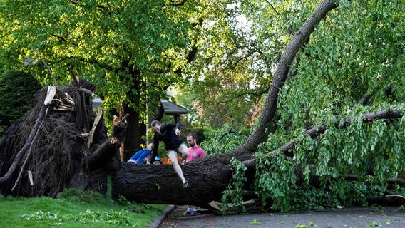 Tragisches Unglück in Franken: 20 Meter Baum fällt auf Gehweg und erschlägt Radfahrerin