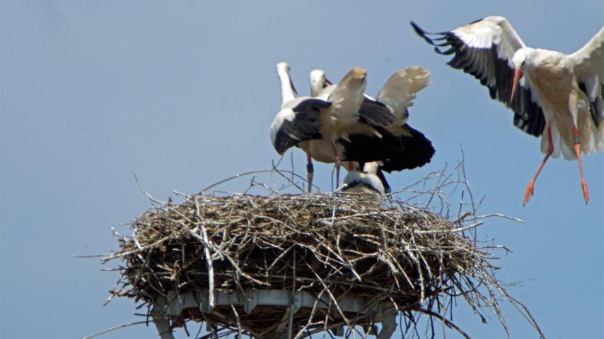 Das Katzwanger Storchenpaar hat gleich vierfachen Nachwuchs - da kann man nicht auch noch einen Fremdstorch im Nest brauchen.