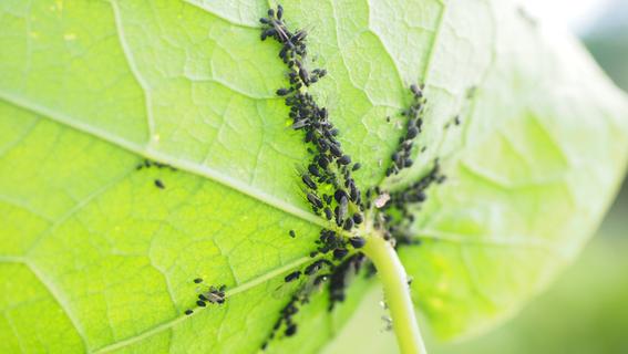 Blattläuse bekämpfen: Mit diesen Hausmitteln werden Sie die Schädlinge los