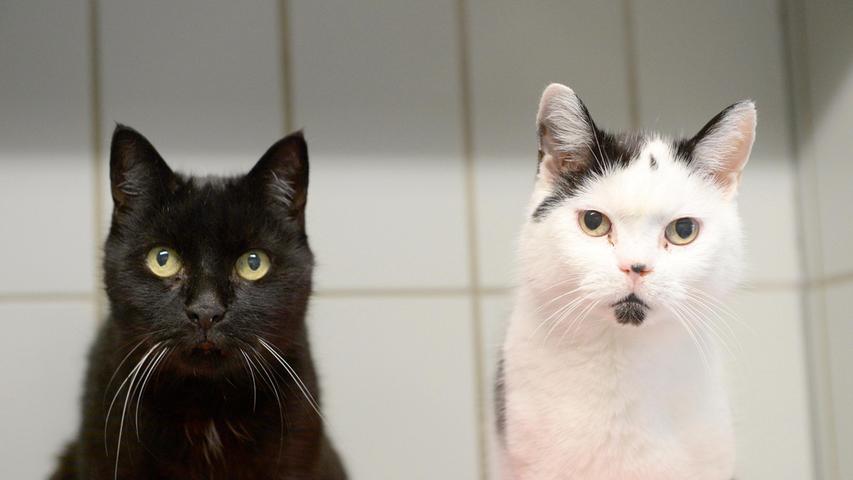 Die beiden Kater „Sam“ und „Zelim“ lebten bisher auf der Sonnenseite des Lebens: Sie waren das Glück ihrer Besitzerfamilie, es wurde alles für sie getan, sie wurden regelmäßig dem Tierarzt vorgestellt, und sie hatten ein Haus mit Garten, in welchem sie nach Lust und Laune herumstromern konnten. Doch dann starb ihre Besitzerin und nun auch noch das Herrchen – und damit wurden „Sam“ und „Zelim“ obdachlos. Niemand aus der Familie konnte die beiden Kater aufnehmen. Also wurden der zwölf Jahre alte, schwarz-weiße „Sam“ und der schwarze, 19 Jahre alte „Zelim“ ins Tierheim Neumarkt gebracht, wobei man „Zelim“ seine 19 Jahre absolut nicht ansieht. Der Herzenswunsch der beiden Senioren wäre nun ein gemütliches Plätzchen bei ruhigen, liebevollen Menschen, die ein großes Herz für die beiden Oldies haben, die die Ruhe und Gelassenheit älterer Tiere zu schätzen wissen und die den beiden noch einen schönen Lebensabend bereiten möchten. Getrennt vermittelt werden „Zelim“ und „Sam“ nicht, denn sie verstehen sich gut und sie brauchen einander. Nachdem beide Freigang gewöhnt waren, sollten sie schon wieder die Möglichkeit haben, in einem Garten oder zumindest auf einer gesicherten Terrasse die Sonne zu genießen. Das Tierheim Neumarkt ist trotz der erfolgten Lockerungen noch immer bis auf Weiteres für Besucher, Gassigeher und Katzenstreichler geschlossen. Besuche und Tiervermittlungen können nur nach vorheriger telefonischer Terminvereinbarung stattfinden. Das Büro ist täglich (außer an Sonn- und Feiertagen) von 14.30 bis 17 Uhr unter der Telefonnummer (0 91 81) 2 28 62 erreichbar. In Notfällen und im Falle von Fundtieren ist das Tierheim ebenfalls unter dieser Telefonnummer erreichbar. Hier geht es zur Internet-Seite des Tierheims
Die beiden Kater „Sam“ und „Zelim“ lebten bisher auf der Sonnenseite des Lebens: Sie waren das Glück ihrer Besitzerfamilie, es wurde alles für sie getan, sie wurden regelmäßig dem Tierarzt vorgestellt, und sie hatten ein Haus mit Garten, in welchem sie nach Lust und Laune herumstromern konnten. Doch dann starb ihre Besitzerin und nun auch noch das Herrchen – und damit wurden „Sam“ und „Zelim“ obdachlos. Niemand aus der Familie konnte die beiden Kater aufnehmen. Also wurden der zwölf Jahre alte, schwarz-weiße „Sam“ und der schwarze, 19 Jahre alte „Zelim“ ins Tierheim Neumarkt gebracht, wobei man „Zelim“ seine 19 Jahre absolut nicht ansieht. Der Herzenswunsch der beiden Senioren wäre nun ein gemütliches Plätzchen bei ruhigen, liebevollen Menschen, die ein großes Herz für die beiden Oldies haben, die die Ruhe und Gelassenheit älterer Tiere zu schätzen wissen und die den beiden noch einen schönen Lebensabend bereiten möchten. Getrennt vermittelt werden „Zelim“ und „Sam“ nicht, denn sie verstehen sich gut und sie brauchen einander. Nachdem beide Freigang gewöhnt waren, sollten sie schon wieder die Möglichkeit haben, in einem Garten oder zumindest auf einer gesicherten Terrasse die Sonne zu genießen. Das Tierheim Neumarkt ist trotz der erfolgten Lockerungen noch immer bis auf Weiteres für Besucher, Gassigeher und Katzenstreichler geschlossen. Besuche und Tiervermittlungen können nur nach vorheriger telefonischer Terminvereinbarung stattfinden. Das Büro ist täglich (außer an Sonn- und Feiertagen) von 14.30 bis 17 Uhr unter der Telefonnummer (0 91 81) 2 28 62 erreichbar. In Notfällen und im Falle von Fundtieren ist das Tierheim ebenfalls unter dieser Telefonnummer erreichbar. Hier geht es zur Internet-Seite des Tierheims