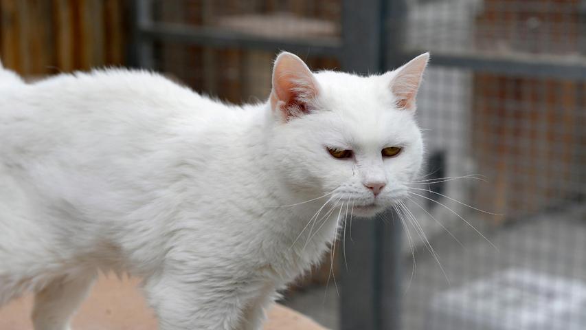 Der weißen Katze „Finchen“ ist es nicht recht viel anders ergangen. Sie wurde zusammen mit ihren beiden Katerkumpels im Tierheim abgegeben. Die Katzen durften schon lange nicht mehr ins Haus, bevor die Besitzerin verstarb, und auch danach nicht mehr. Sie mussten in einem Schuppen leben, auch im Winter, was besonders für das 16 Jahre alte „Finchen“ sehr hart war. Im Tierheim mussten alle drei Katzen zuerst einmal gesund gepflegt werden, nachdem sie sich in dem kalten Schuppen im Winter einen tüchtigen Schnupfen eingefangen hatten. Doch nun ist das liebenswerte, zutrauliche „Finchen“ wieder fit und sie würde ihren Lebensabend gerne gemütlich bei ruhigen, liebevollen Menschen verbringen, auch wenn sie sich dafür von ihren beiden Katerfreunden trennen muss. Eine geräumige Wohnung mit Balkon, wo sie ein wenig in der Sonne sitzen kann, würde ihr genügen. Das Tierheim Neumarkt ist trotz der erfolgten Lockerungen noch immer bis auf Weiteres für Besucher, Gassigeher und Katzenstreichler geschlossen. Besuche und Tiervermittlungen können nur nach vorheriger telefonischer Terminvereinbarung stattfinden. Das Büro ist täglich (außer an Sonn- und Feiertagen) von 14.30 bis 17 Uhr unter der Telefonnummer (0 91 81) 2 28 62 erreichbar. In Notfällen und im Falle von Fundtieren ist das Tierheim ebenfalls unter dieser Telefonnummer erreichbar. Hier geht es zur Internet-Seite des Tierheims
Der weißen Katze „Finchen“ ist es nicht recht viel anders ergangen. Sie wurde zusammen mit ihren beiden Katerkumpels im Tierheim abgegeben. Die Katzen durften schon lange nicht mehr ins Haus, bevor die Besitzerin verstarb, und auch danach nicht mehr. Sie mussten in einem Schuppen leben, auch im Winter, was besonders für das 16 Jahre alte „Finchen“ sehr hart war. Im Tierheim mussten alle drei Katzen zuerst einmal gesund gepflegt werden, nachdem sie sich in dem kalten Schuppen im Winter einen tüchtigen Schnupfen eingefangen hatten. Doch nun ist das liebenswerte, zutrauliche „Finchen“ wieder fit und sie würde ihren Lebensabend gerne gemütlich bei ruhigen, liebevollen Menschen verbringen, auch wenn sie sich dafür von ihren beiden Katerfreunden trennen muss. Eine geräumige Wohnung mit Balkon, wo sie ein wenig in der Sonne sitzen kann, würde ihr genügen. Das Tierheim Neumarkt ist trotz der erfolgten Lockerungen noch immer bis auf Weiteres für Besucher, Gassigeher und Katzenstreichler geschlossen. Besuche und Tiervermittlungen können nur nach vorheriger telefonischer Terminvereinbarung stattfinden. Das Büro ist täglich (außer an Sonn- und Feiertagen) von 14.30 bis 17 Uhr unter der Telefonnummer (0 91 81) 2 28 62 erreichbar. In Notfällen und im Falle von Fundtieren ist das Tierheim ebenfalls unter dieser Telefonnummer erreichbar. Hier geht es zur Internet-Seite des Tierheims