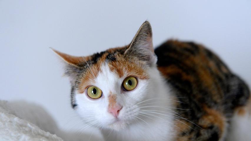 Die dreifarbige Katze „Ninette“ ist erst gut ein Jahr alt. Sie kam als Fundtier ins Tierheim, aber nachdem sich ihr Besitzer nicht gemeldet hat, sucht „Ninette“ ein neues Zuhause. „Ninette“ ist zutraulich und sie genießt es auch, gestreichelt zu werden. Sie würde sich über eine nette Familie freuen, gerne mit schon größeren, vernünftigen Kindern ab etwa acht Jahre, und wohnen würde sie gerne in einem verkehrsberuhigt gelegenen Häuschen im Grünen. Den ganzen Tag alleine zuhause sein möchte sie nicht, denn „Ninette“ ist sehr anhänglich. Das Tierheim Neumarkt ist trotz der erfolgten Lockerungen noch immer bis auf Weiteres für Besucher, Gassigeher und Katzenstreichler geschlossen. Besuche und Tiervermittlungen können nur nach vorheriger telefonischer Terminvereinbarung stattfinden. Das Büro ist täglich (außer an Sonn- und Feiertagen) von 14.30 bis 17 Uhr unter der Telefonnummer (0 91 81) 2 28 62 erreichbar. In Notfällen und im Falle von Fundtieren ist das Tierheim ebenfalls unter dieser Telefonnummer erreichbar. Hier geht es zur Internet-Seite des Tierheims
Die dreifarbige Katze „Ninette“ ist erst gut ein Jahr alt. Sie kam als Fundtier ins Tierheim, aber nachdem sich ihr Besitzer nicht gemeldet hat, sucht „Ninette“ ein neues Zuhause. „Ninette“ ist zutraulich und sie genießt es auch, gestreichelt zu werden. Sie würde sich über eine nette Familie freuen, gerne mit schon größeren, vernünftigen Kindern ab etwa acht Jahre, und wohnen würde sie gerne in einem verkehrsberuhigt gelegenen Häuschen im Grünen. Den ganzen Tag alleine zuhause sein möchte sie nicht, denn „Ninette“ ist sehr anhänglich. Das Tierheim Neumarkt ist trotz der erfolgten Lockerungen noch immer bis auf Weiteres für Besucher, Gassigeher und Katzenstreichler geschlossen. Besuche und Tiervermittlungen können nur nach vorheriger telefonischer Terminvereinbarung stattfinden. Das Büro ist täglich (außer an Sonn- und Feiertagen) von 14.30 bis 17 Uhr unter der Telefonnummer (0 91 81) 2 28 62 erreichbar. In Notfällen und im Falle von Fundtieren ist das Tierheim ebenfalls unter dieser Telefonnummer erreichbar. Hier geht es zur Internet-Seite des Tierheims