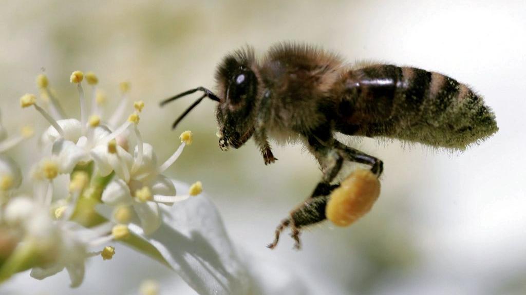 Sind die Pflanzenschutzmittel eine Gefahr für Bienen? Nein, sagen die Chemiekonzerne und wollen gegen das EU-Verbot klagen. Sind die Pflanzenschutzmittel eine Gefahr für Bienen? Nein, sagen die Chemiekonzerne und wollen gegen das EU-Verbot klagen.