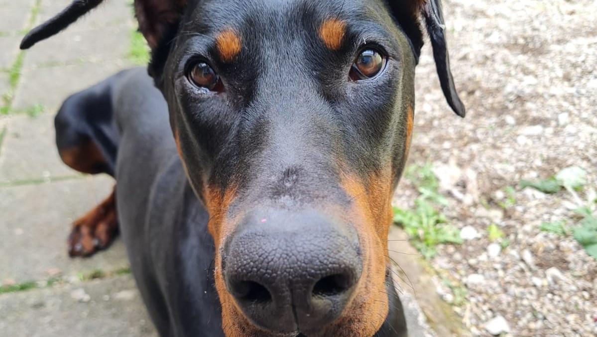 Tyson sucht ein neues Zuhause - für einen neuen und besseren Start ins Leben. Tyson sucht ein neues Zuhause - für einen neuen und besseren Start ins Leben.