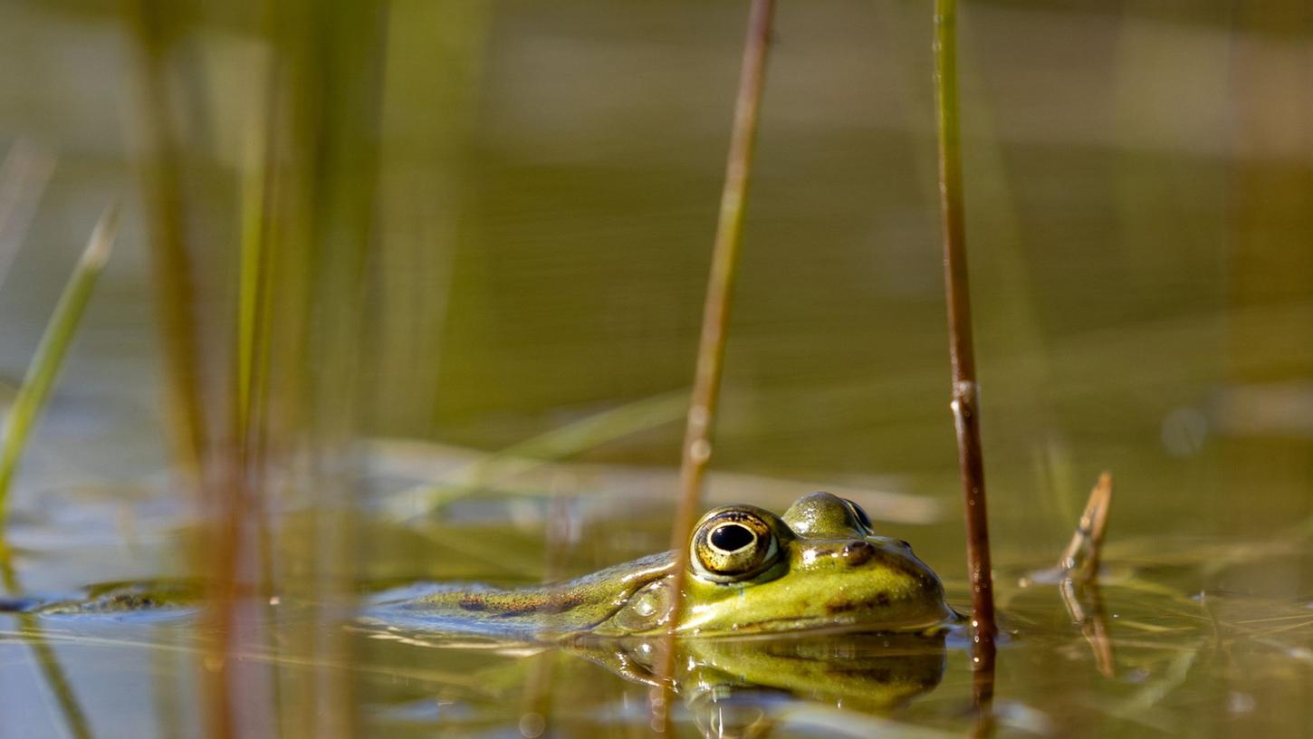 Aktuell setzt sich der Negativtrend bei der Amphibienpopulation weiter fort. Aktuell setzt sich der Negativtrend bei der Amphibienpopulation weiter fort.