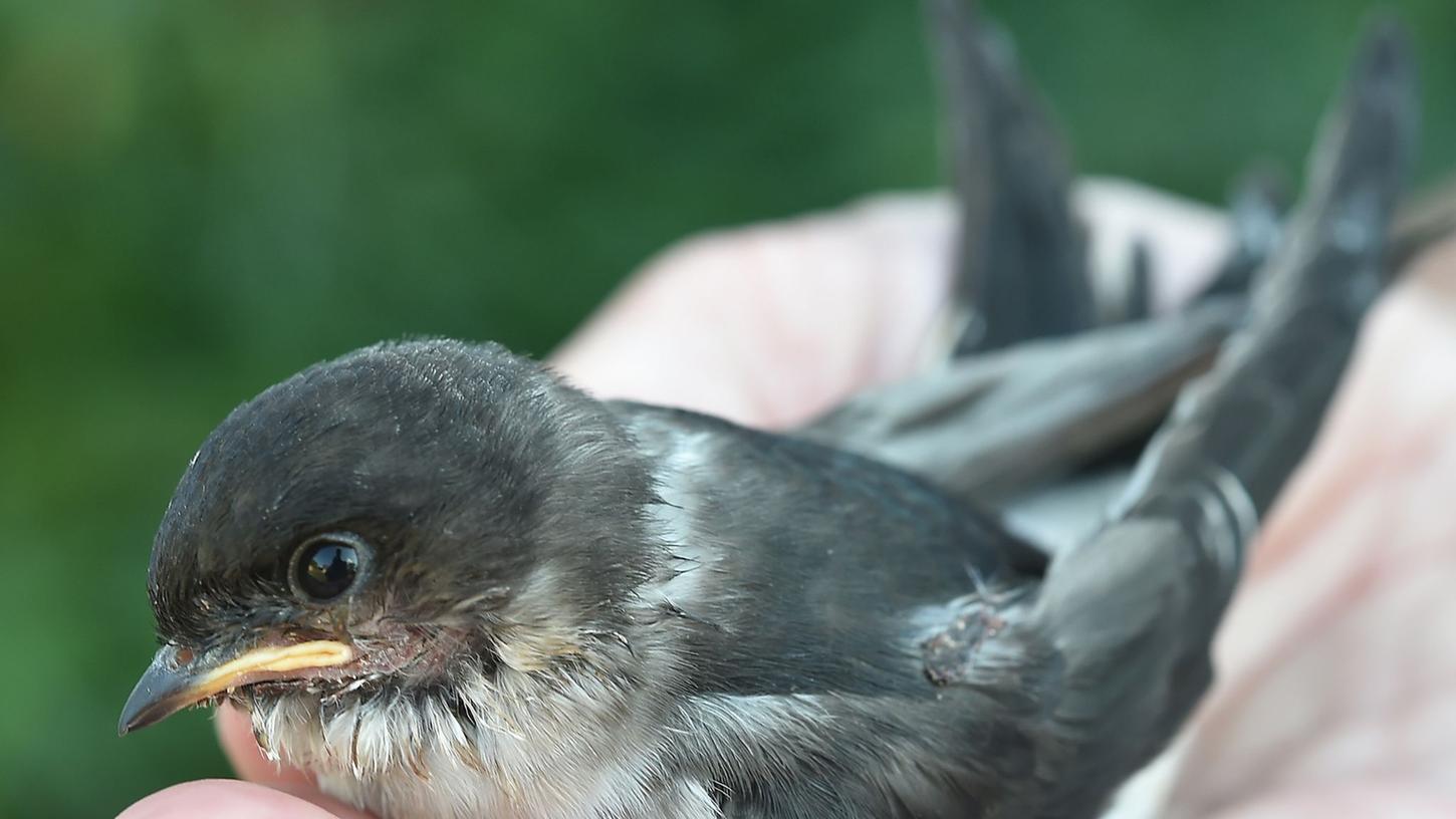 Junge Schwalben, die außerhalb des Nestes gefunden werden, sollte man erst mal nicht einsammeln. Ihre Eltern könnten noch in der Nähe sein. Junge Schwalben, die außerhalb des Nestes gefunden werden, sollte man erst mal nicht einsammeln. Ihre Eltern könnten noch in der Nähe sein.