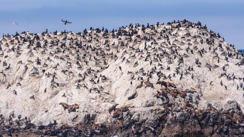 Was auf dem "17 Mile Drive" nicht zu kurz kommt: Natur. Hier der Bird Rock auf dem sich auch Seehunde sonnen.
