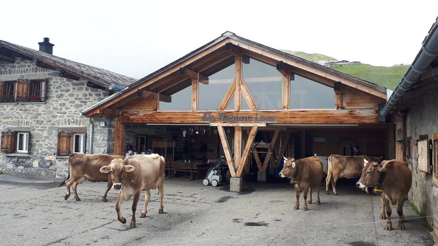 Auch der Stall auf der Alp Nagens bietet den Kühen reichlich Platz. 
