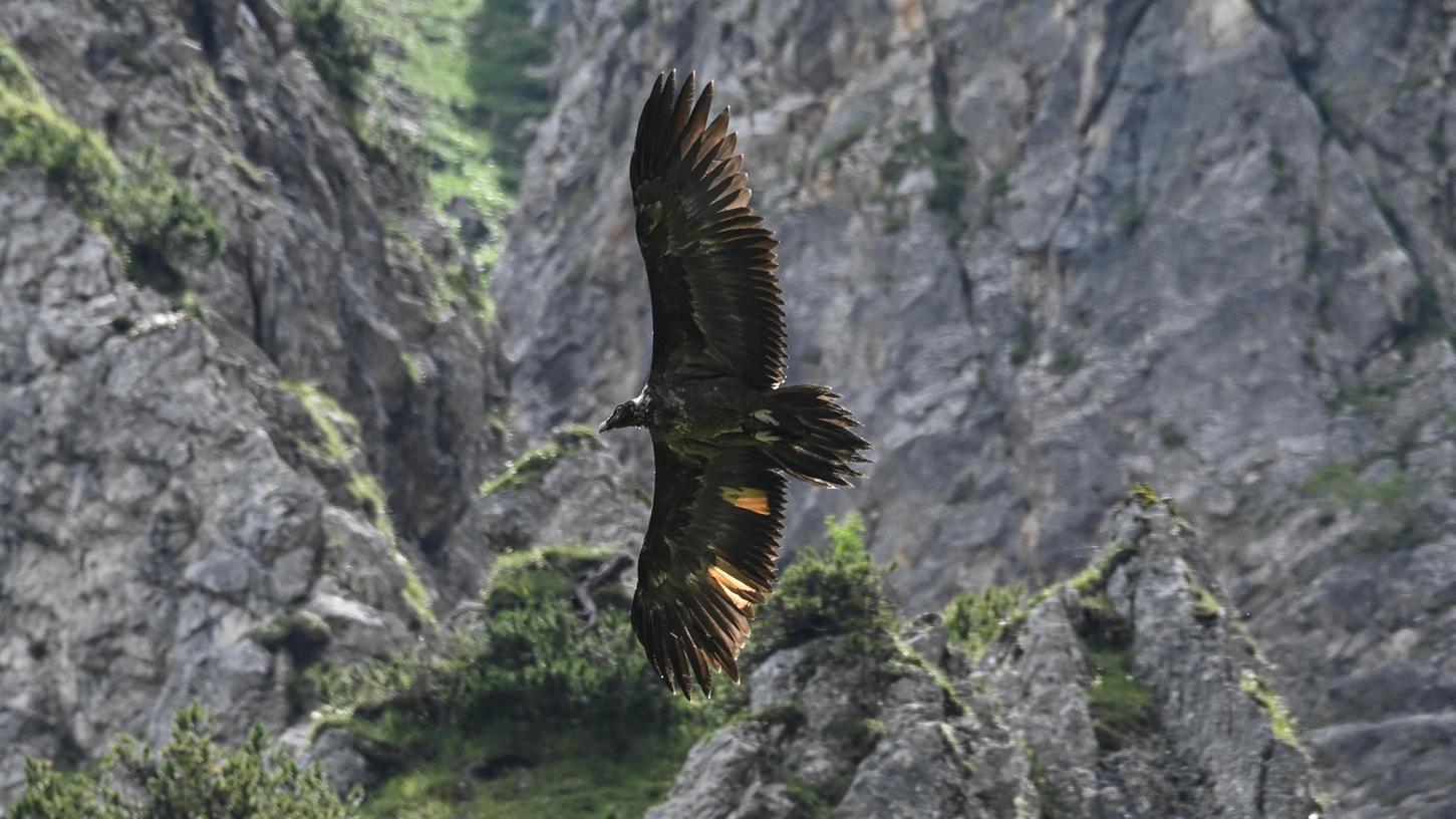 Das Bartgeier-Weibchen Wally fliegt auf dem undatierten Foto im Nationalpark Berchtesgaden durch die Lüfte. 