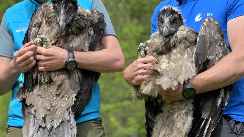 Die Bartgeierweibchen Wally (l) und Bavaria vor ihrer Auswilderung im Juni 2021 im Nationalpark Berchtesgaden.