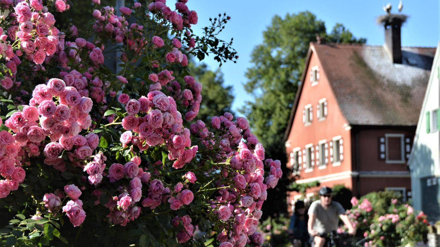 Rosen blühen in Windsfeld.