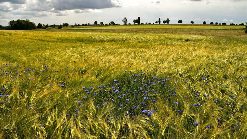 In einem Getreidefeld bei Kriegenbrunn zeichnen sich die blauen Kornblumen im Gegenlicht mit einen schönen Kontrast ab.