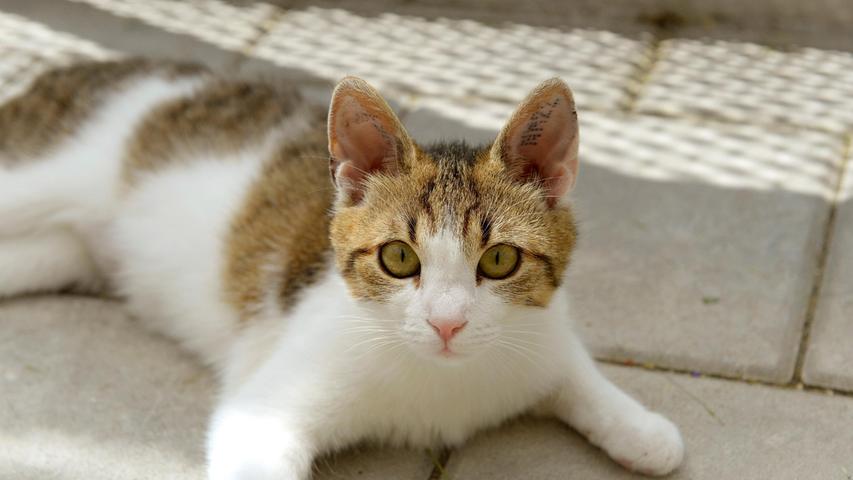 Das Kätzchen „Melissa“, grau getigert mit weiß, ist dagegen auf der Suche nach einem neuen, schönen Zuhause. Sie kam als Fundtier ins Tierheim, aber sie hatte keinerlei Kennzeichnung und ihre Familie hat sie auch nie als vermisst gemeldet, so dass „Melissa“ schließlich die vorgeschriebene Wartezeit im Tierheim bleiben musste. Doch nun ist sie bereit zum Auszug. „Melissa“ ist etwa sieben bis acht Monate alt, sie ist geimpft, kastriert und auch mit einem Chip versehen. Ihr Wunsch-Zuhause wäre eine nette Familie mit verkehrsberuhigt gelegenem Häuschen und Garten, die ihr anfangs etwas Geduld entgegenbringt und ihr Zeit gibt, sich einzugewöhnen. Ruhige, schon größere und vernünftige Kinder wären für „Melissa“ kein Problem und nachdem sie in einer größeren Gruppe mit anderen, etwa gleichaltrigen Katzen lebt, käme sie bestimmt auch mit schon vorhandener Katzengesellschaft klar. Das Tierheim Neumarkt ist trotz der erfolgten Lockerungen noch immer bis auf Weiteres für Besucher, Gassigeher und Katzenstreichler geschlossen. Besuche und Tiervermittlungen können nur nach vorheriger telefonischer Terminvereinbarung stattfinden. Das Büro ist täglich (außer an Sonn- und Feiertagen) von 14.30 bis 17 Uhr unter der Telefonnummer (0 91 81) 2 28 62 erreichbar. In Notfällen und im Falle von Fundtieren ist das Tierheim ebenfalls unter dieser Telefonnummer erreichbar. Hier geht es zur Internet-Seite des Tierheims
Das Kätzchen „Melissa“, grau getigert mit weiß, ist dagegen auf der Suche nach einem neuen, schönen Zuhause. Sie kam als Fundtier ins Tierheim, aber sie hatte keinerlei Kennzeichnung und ihre Familie hat sie auch nie als vermisst gemeldet, so dass „Melissa“ schließlich die vorgeschriebene Wartezeit im Tierheim bleiben musste. Doch nun ist sie bereit zum Auszug. „Melissa“ ist etwa sieben bis acht Monate alt, sie ist geimpft, kastriert und auch mit einem Chip versehen. Ihr Wunsch-Zuhause wäre eine nette Familie mit verkehrsberuhigt gelegenem Häuschen und Garten, die ihr anfangs etwas Geduld entgegenbringt und ihr Zeit gibt, sich einzugewöhnen. Ruhige, schon größere und vernünftige Kinder wären für „Melissa“ kein Problem und nachdem sie in einer größeren Gruppe mit anderen, etwa gleichaltrigen Katzen lebt, käme sie bestimmt auch mit schon vorhandener Katzengesellschaft klar. Das Tierheim Neumarkt ist trotz der erfolgten Lockerungen noch immer bis auf Weiteres für Besucher, Gassigeher und Katzenstreichler geschlossen. Besuche und Tiervermittlungen können nur nach vorheriger telefonischer Terminvereinbarung stattfinden. Das Büro ist täglich (außer an Sonn- und Feiertagen) von 14.30 bis 17 Uhr unter der Telefonnummer (0 91 81) 2 28 62 erreichbar. In Notfällen und im Falle von Fundtieren ist das Tierheim ebenfalls unter dieser Telefonnummer erreichbar. Hier geht es zur Internet-Seite des Tierheims