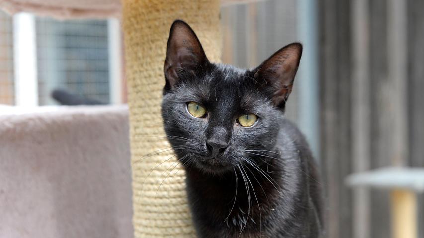 Der schwarze Kater „Jakob“ hat die gleichen Wünsche und Anforderungen an sein neues Zuhause. Auch „Jakob“, der kürzlich ebenfalls als Fundtier ins Tierheim kam, der ebenfalls nicht mehr abgeholt wurde und der auch etwa acht Monate alt ist, ist allerdings etwas unbefangener als „Melissa“. Er ist an allem äußerst interessiert und nachdem er sich mit seinen Artgenossen gut versteht, sollte „Jakob“ nicht alleine gehalten werden. Er braucht Katzengesellschaft, und zwar möglichst im gleichen Alter. Das Tierheim Neumarkt ist trotz der erfolgten Lockerungen noch immer bis auf Weiteres für Besucher, Gassigeher und Katzenstreichler geschlossen. Besuche und Tiervermittlungen können nur nach vorheriger telefonischer Terminvereinbarung stattfinden. Das Büro ist täglich (außer an Sonn- und Feiertagen) von 14.30 bis 17 Uhr unter der Telefonnummer (0 91 81) 2 28 62 erreichbar. In Notfällen und im Falle von Fundtieren ist das Tierheim ebenfalls unter dieser Telefonnummer erreichbar. Hier geht es zur Internet-Seite des Tierheims
Der schwarze Kater „Jakob“ hat die gleichen Wünsche und Anforderungen an sein neues Zuhause. Auch „Jakob“, der kürzlich ebenfalls als Fundtier ins Tierheim kam, der ebenfalls nicht mehr abgeholt wurde und der auch etwa acht Monate alt ist, ist allerdings etwas unbefangener als „Melissa“. Er ist an allem äußerst interessiert und nachdem er sich mit seinen Artgenossen gut versteht, sollte „Jakob“ nicht alleine gehalten werden. Er braucht Katzengesellschaft, und zwar möglichst im gleichen Alter. Das Tierheim Neumarkt ist trotz der erfolgten Lockerungen noch immer bis auf Weiteres für Besucher, Gassigeher und Katzenstreichler geschlossen. Besuche und Tiervermittlungen können nur nach vorheriger telefonischer Terminvereinbarung stattfinden. Das Büro ist täglich (außer an Sonn- und Feiertagen) von 14.30 bis 17 Uhr unter der Telefonnummer (0 91 81) 2 28 62 erreichbar. In Notfällen und im Falle von Fundtieren ist das Tierheim ebenfalls unter dieser Telefonnummer erreichbar. Hier geht es zur Internet-Seite des Tierheims
