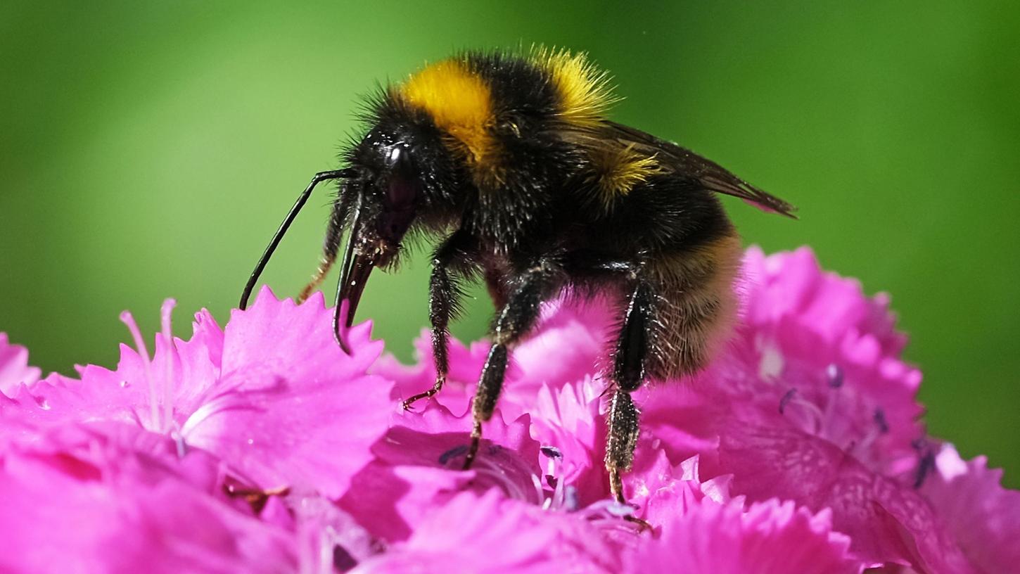 Am Freitag startet wieder die bundesweite Mitmachaktion "Insektensommer" des Naturschutzbunds Deutschland (Nabu). Am Freitag startet wieder die bundesweite Mitmachaktion "Insektensommer" des Naturschutzbunds Deutschland (Nabu).