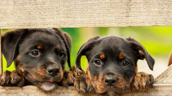 Hundenamen: 20 seltene Hundenamen mit Bedeutung