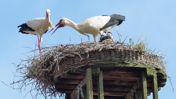 Neues von den Storchennestern
