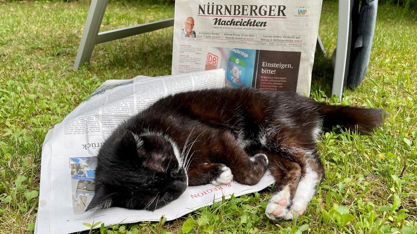 Lesen macht müde: Selig schlummert das Kätzchen auf der Tageszeitung.
