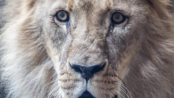 Kein Wildschwein: Ausgewachsener Löwe spazierte durch Kleinstadt