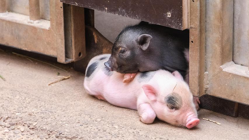 "Ich hoffe, Du liegst bequem". Der Nachwuchs der Minischweine im Nürnberger Tiergarten beim Kuscheln.
