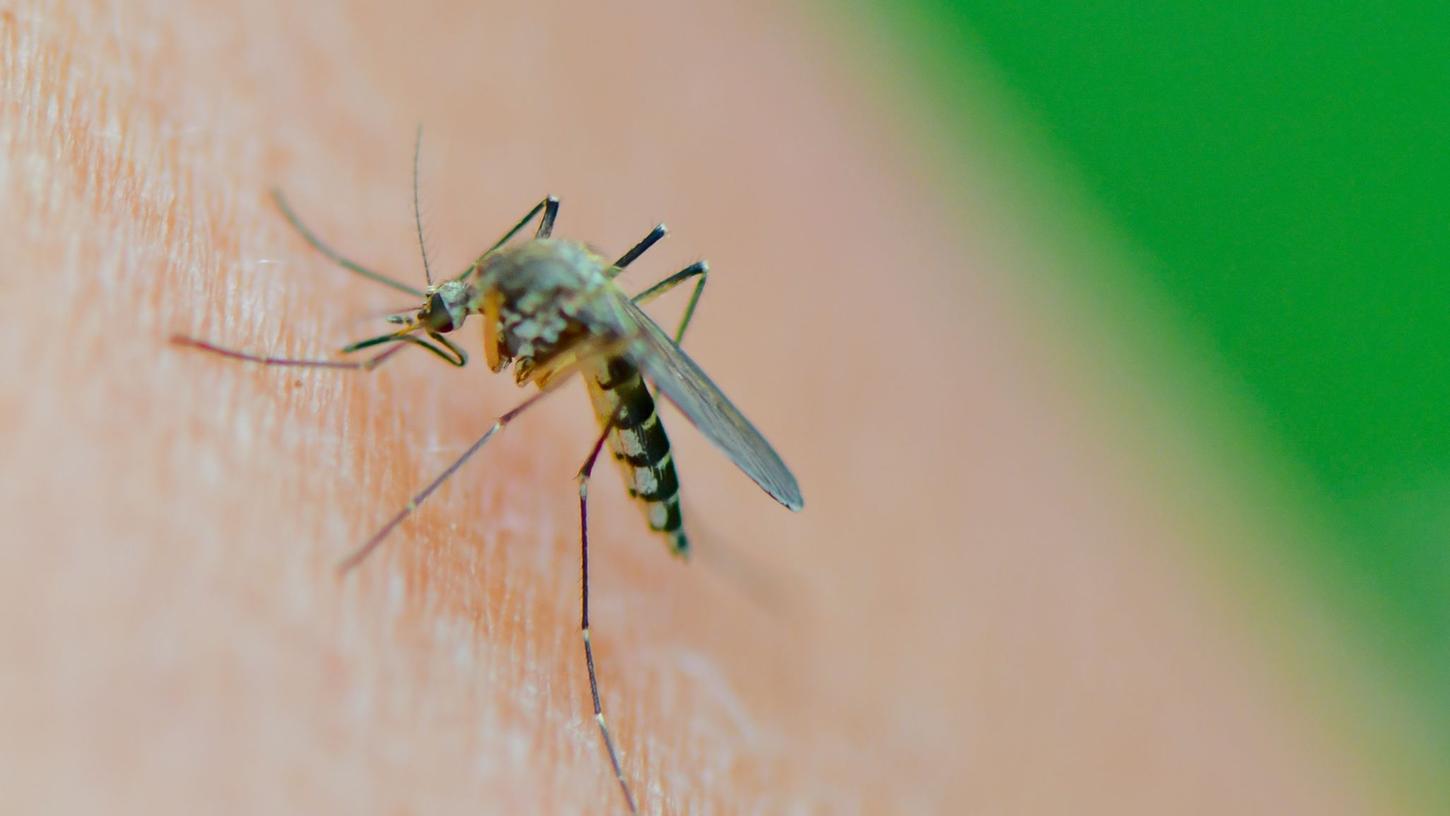 Mückenart Aedes vexans: Viele Mückenarten haben derzeit ideale Brutbedingungen. Mückenart Aedes vexans: Viele Mückenarten haben derzeit ideale Brutbedingungen.