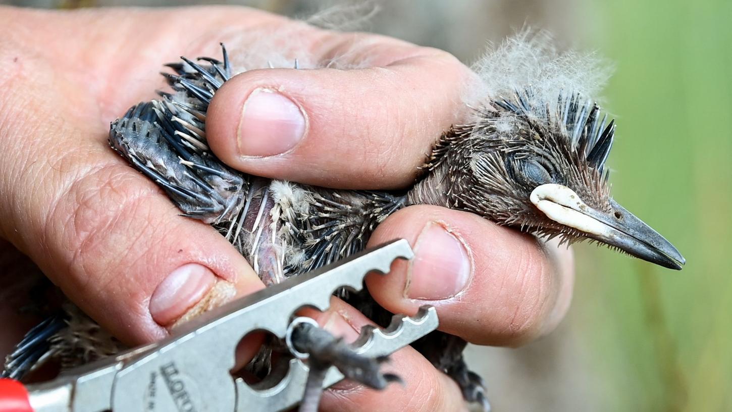 Ein Wiedehopf-Küken wird in Sielmanns Naturlandschaft Döberitzer Heide beringt. Für den Vogel des Jahres sind 22 Nistkästen aufgestellt in denen bisher 27 Küken waren und 21 beringt werden konnten. Ein Wiedehopf-Küken wird in Sielmanns Naturlandschaft Döberitzer Heide beringt. Für den Vogel des Jahres sind 22 Nistkästen aufgestellt in denen bisher 27 Küken waren und 21 beringt werden konnten.