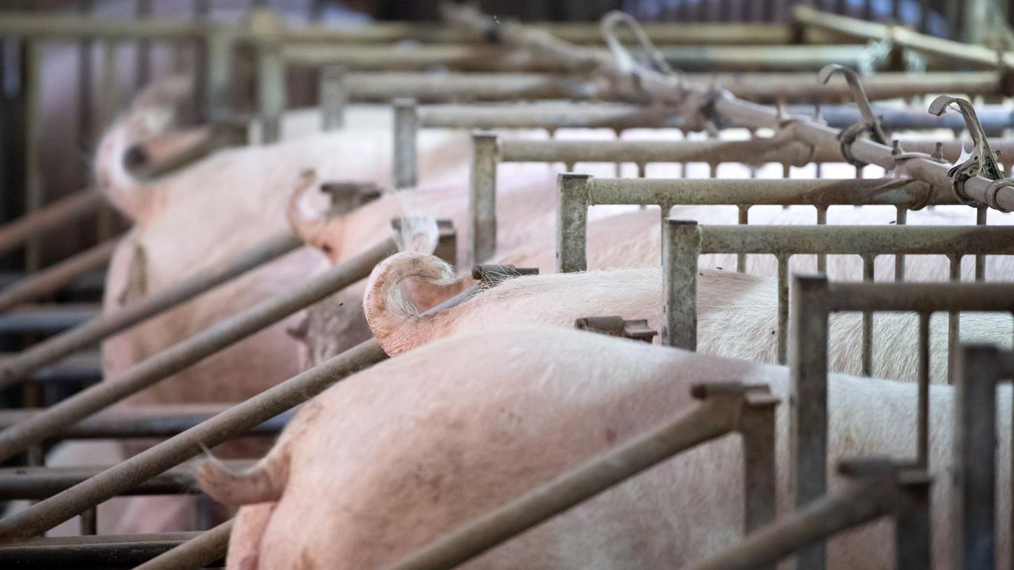 Unter welchen Bedingungen hat das Mastschwein gelebt? Ein staatliches Label soll diese beantworten. Unter welchen Bedingungen hat das Mastschwein gelebt? Ein staatliches Label soll diese beantworten.