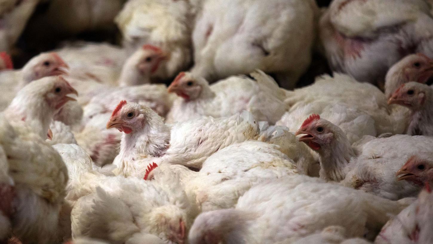 Hühner werden bei Fleischuntersuchungen häufiger als ungenießbar eingestuft als Schweine. Hühner werden bei Fleischuntersuchungen häufiger als ungenießbar eingestuft als Schweine.