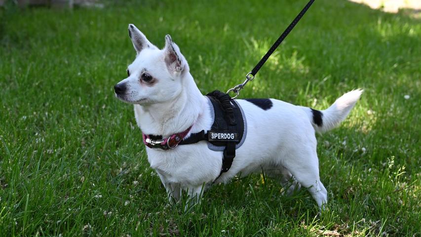 Die weißen Chihuahua-Hündin wurde am 3. Juni abends von der Polizei ins Tierheim Neumarkt gebracht, und zwar unter etwas abenteuerlichen Umständen: Ein fremder Mann sprach am Rathausplatz zwei Frauen an, ob sie kurz auf seinen Hund aufpassen würden, er möchte in die St.-Johannes-Kirche gehen. Die beiden Frauen erklärten sich dazu bereit, aber als der Mann nach 45 Minuten noch immer nicht zurückkam, verständigten die Frauen die Polizei, die den Hund schließlich in Gewahrsam nahm. Die Hündin ist weiß und hat einen auffallenden schwarzen Fleck am Rücken. Außerdem trägt sie einen Chip, der jedoch nicht angemeldet ist. Hier laufen die Ermittlungen noch. Wer kennt diesen Hund? Das Tierheim Neumarkt ist trotz der erfolgten Lockerungen noch immer bis auf Weiteres für Besucher, Gassigeher und Katzenstreichler geschlossen. Besuche und Tiervermittlungen können nur nach vorheriger telefonischer Terminvereinbarung stattfinden. Das Büro ist täglich (außer an Sonn- und Feiertagen) von 14.30 bis 17 Uhr unter der Telefonnummer (0 91 81) 2 28 62 erreichbar. In Notfällen und im Falle von Fundtieren ist das Tierheim ebenfalls unter dieser Telefonnummer erreichbar. Hier geht es zur Internet-Seite des Tierheims
Die weißen Chihuahua-Hündin wurde am 3. Juni abends von der Polizei ins Tierheim Neumarkt gebracht, und zwar unter etwas abenteuerlichen Umständen: Ein fremder Mann sprach am Rathausplatz zwei Frauen an, ob sie kurz auf seinen Hund aufpassen würden, er möchte in die St.-Johannes-Kirche gehen. Die beiden Frauen erklärten sich dazu bereit, aber als der Mann nach 45 Minuten noch immer nicht zurückkam, verständigten die Frauen die Polizei, die den Hund schließlich in Gewahrsam nahm. Die Hündin ist weiß und hat einen auffallenden schwarzen Fleck am Rücken. Außerdem trägt sie einen Chip, der jedoch nicht angemeldet ist. Hier laufen die Ermittlungen noch. Wer kennt diesen Hund? Das Tierheim Neumarkt ist trotz der erfolgten Lockerungen noch immer bis auf Weiteres für Besucher, Gassigeher und Katzenstreichler geschlossen. Besuche und Tiervermittlungen können nur nach vorheriger telefonischer Terminvereinbarung stattfinden. Das Büro ist täglich (außer an Sonn- und Feiertagen) von 14.30 bis 17 Uhr unter der Telefonnummer (0 91 81) 2 28 62 erreichbar. In Notfällen und im Falle von Fundtieren ist das Tierheim ebenfalls unter dieser Telefonnummer erreichbar. Hier geht es zur Internet-Seite des Tierheims