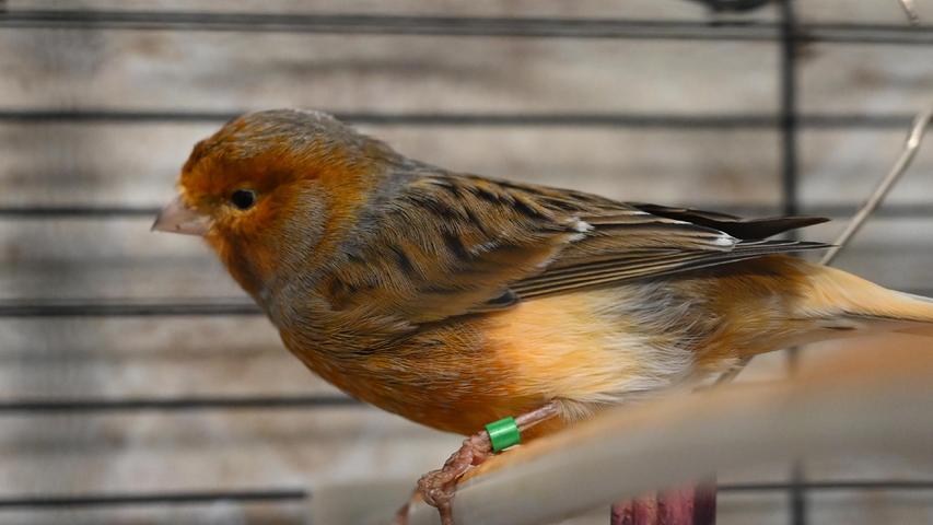 Der wildfarbene Kanarienvogel, der einen Fußring trägt, wurde am 2. Juni hungrig und in etwas geschwächtem Zustand im Tierheim abgegeben. Gefunden wurde der Vogel im Gartencenter des OBI-Baumarktes in Neumarkt. Möglicherweise war er gerade auf dem Weg in die Tierfutterabteilung. Wo wird dieser Vogel vermisst? Das Tierheim Neumarkt ist trotz der erfolgten Lockerungen noch immer bis auf Weiteres für Besucher, Gassigeher und Katzenstreichler geschlossen. Besuche und Tiervermittlungen können nur nach vorheriger telefonischer Terminvereinbarung stattfinden. Das Büro ist täglich (außer an Sonn- und Feiertagen) von 14.30 bis 17 Uhr unter der Telefonnummer (0 91 81) 2 28 62 erreichbar. In Notfällen und im Falle von Fundtieren ist das Tierheim ebenfalls unter dieser Telefonnummer erreichbar. Hier geht es zur Internet-Seite des Tierheims
Der wildfarbene Kanarienvogel, der einen Fußring trägt, wurde am 2. Juni hungrig und in etwas geschwächtem Zustand im Tierheim abgegeben. Gefunden wurde der Vogel im Gartencenter des OBI-Baumarktes in Neumarkt. Möglicherweise war er gerade auf dem Weg in die Tierfutterabteilung. Wo wird dieser Vogel vermisst? Das Tierheim Neumarkt ist trotz der erfolgten Lockerungen noch immer bis auf Weiteres für Besucher, Gassigeher und Katzenstreichler geschlossen. Besuche und Tiervermittlungen können nur nach vorheriger telefonischer Terminvereinbarung stattfinden. Das Büro ist täglich (außer an Sonn- und Feiertagen) von 14.30 bis 17 Uhr unter der Telefonnummer (0 91 81) 2 28 62 erreichbar. In Notfällen und im Falle von Fundtieren ist das Tierheim ebenfalls unter dieser Telefonnummer erreichbar. Hier geht es zur Internet-Seite des Tierheims