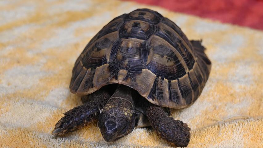 Auch die Griechische Landschildkröte kam in der vergangenen Woche als Fundtier ins Neumarkter Tierheim. Sie saß plötzlich in Neumarkt am Klägerweg, gleich hinter dem Hotel Nürnberger Hof, in einem Garten. Wer diese Schildkröte vermisst, möchte sich bitte mit den entsprechenden Papieren und Fotos im Tierheim in Neumarkt melden. Das Tierheim Neumarkt ist trotz der erfolgten Lockerungen noch immer bis auf Weiteres für Besucher, Gassigeher und Katzenstreichler geschlossen. Besuche und Tiervermittlungen können nur nach vorheriger telefonischer Terminvereinbarung stattfinden. Das Büro ist täglich (außer an Sonn- und Feiertagen) von 14.30 bis 17 Uhr unter der Telefonnummer (0 91 81) 2 28 62 erreichbar. In Notfällen und im Falle von Fundtieren ist das Tierheim ebenfalls unter dieser Telefonnummer erreichbar. Hier geht es zur Internet-Seite des Tierheims
Auch die Griechische Landschildkröte kam in der vergangenen Woche als Fundtier ins Neumarkter Tierheim. Sie saß plötzlich in Neumarkt am Klägerweg, gleich hinter dem Hotel Nürnberger Hof, in einem Garten. Wer diese Schildkröte vermisst, möchte sich bitte mit den entsprechenden Papieren und Fotos im Tierheim in Neumarkt melden. Das Tierheim Neumarkt ist trotz der erfolgten Lockerungen noch immer bis auf Weiteres für Besucher, Gassigeher und Katzenstreichler geschlossen. Besuche und Tiervermittlungen können nur nach vorheriger telefonischer Terminvereinbarung stattfinden. Das Büro ist täglich (außer an Sonn- und Feiertagen) von 14.30 bis 17 Uhr unter der Telefonnummer (0 91 81) 2 28 62 erreichbar. In Notfällen und im Falle von Fundtieren ist das Tierheim ebenfalls unter dieser Telefonnummer erreichbar. Hier geht es zur Internet-Seite des Tierheims