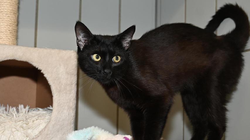 In der vergangenen Woche wurde der schwarze Kater ins Tierheim Neumarkt gebracht. Der Kater wurde in Velburg am Schlossberg-Parkplatz gefunden. Der Kater dürfte etwa ein bis zwei Jahre alt sein und auffallend an ihm ist, dass er einige fast kahle Stellen im Fell hat, gerade so, als ob er unter Haarausfall gelitten hätte. Wer weiß, wem dieser Kater gehört? Das Tierheim Neumarkt ist trotz der erfolgten Lockerungen noch immer bis auf Weiteres für Besucher, Gassigeher und Katzenstreichler geschlossen. Besuche und Tiervermittlungen können nur nach vorheriger telefonischer Terminvereinbarung stattfinden. Das Büro ist täglich (außer an Sonn- und Feiertagen) von 14.30 bis 17 Uhr unter der Telefonnummer (0 91 81) 2 28 62 erreichbar. In Notfällen und im Falle von Fundtieren ist das Tierheim ebenfalls unter dieser Telefonnummer erreichbar. Hier geht es zur Internet-Seite des Tierheims
In der vergangenen Woche wurde der schwarze Kater ins Tierheim Neumarkt gebracht. Der Kater wurde in Velburg am Schlossberg-Parkplatz gefunden. Der Kater dürfte etwa ein bis zwei Jahre alt sein und auffallend an ihm ist, dass er einige fast kahle Stellen im Fell hat, gerade so, als ob er unter Haarausfall gelitten hätte. Wer weiß, wem dieser Kater gehört? Das Tierheim Neumarkt ist trotz der erfolgten Lockerungen noch immer bis auf Weiteres für Besucher, Gassigeher und Katzenstreichler geschlossen. Besuche und Tiervermittlungen können nur nach vorheriger telefonischer Terminvereinbarung stattfinden. Das Büro ist täglich (außer an Sonn- und Feiertagen) von 14.30 bis 17 Uhr unter der Telefonnummer (0 91 81) 2 28 62 erreichbar. In Notfällen und im Falle von Fundtieren ist das Tierheim ebenfalls unter dieser Telefonnummer erreichbar. Hier geht es zur Internet-Seite des Tierheims