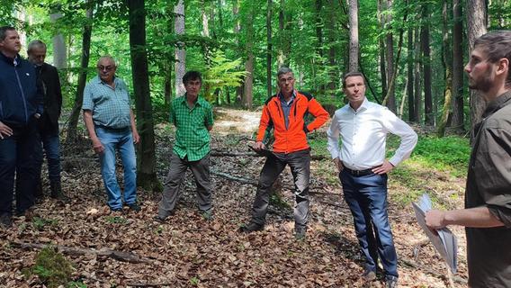 Klimawandel: Der Wald im Landkreis Fürth braucht Hilfe