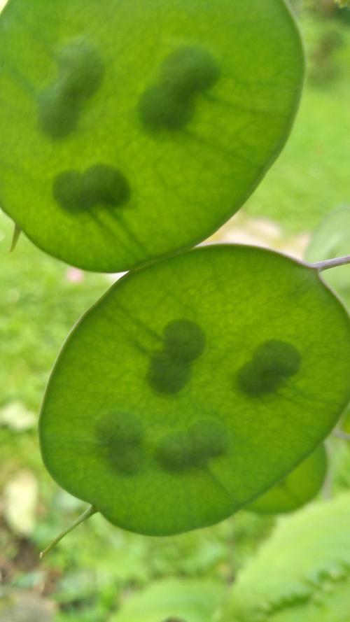 Grüne Smileys - später werden daraus Silbertaler (Silberblatt Lunaria)