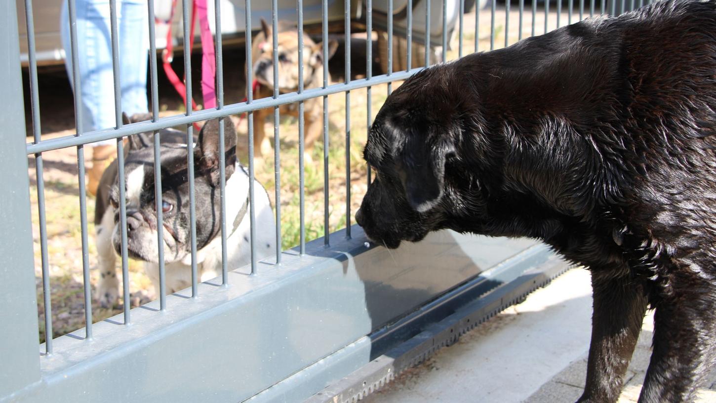 Die französischen Bulldoggen von Barbara Krauß sind in der Hundepension untergekommen. Bislang seien die beiden acht Jahre alten Hündinnen immer mitgekommen, aber eine Woche Südfrankreich sei nun zu heiß für sie.