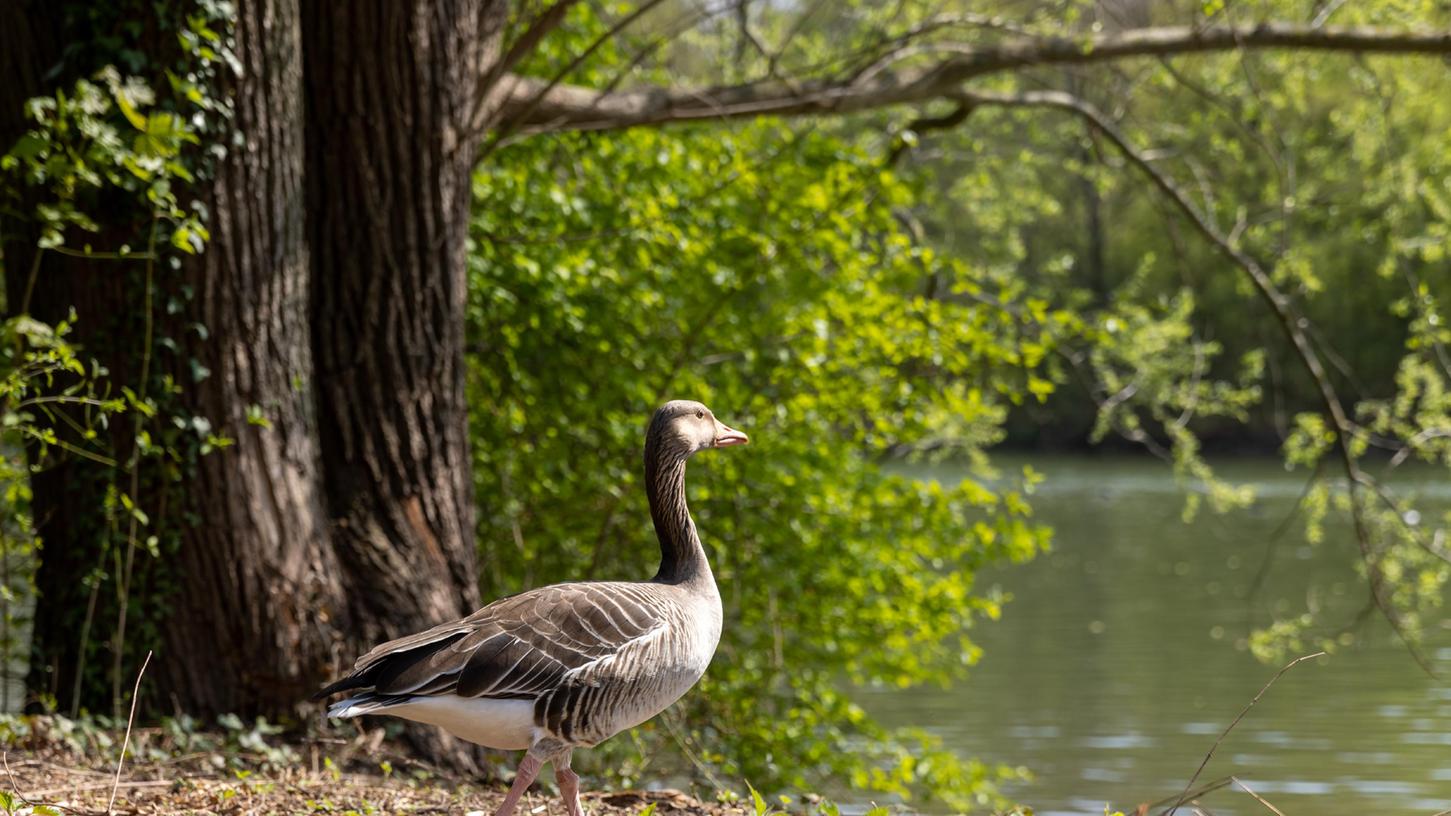 Wildgänse breiten sich in Bayern aus - und damit die Probleme. Nun haben diese auch den Treuchtlinger Kurpark erreicht, wie einige Teilnehmer an der Bürgerversammlung in der Stadthalle monierten.
Wildgänse breiten sich in Bayern aus - und damit die Probleme. Nun haben diese auch den Treuchtlinger Kurpark erreicht, wie einige Teilnehmer an der Bürgerversammlung in der Stadthalle monierten.