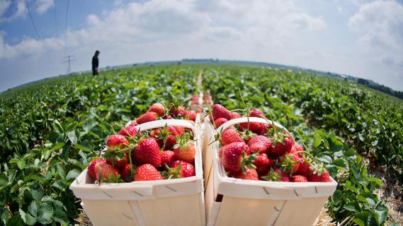Hier gibt's in Altmühlfranken Erdbeeren zum Selberpflücken
