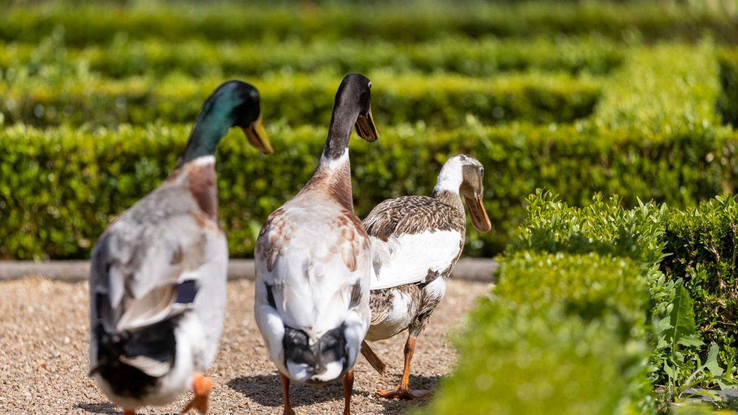 Enten gehen im Hofgarten Ansbach auf Schneckenjagd - und schlagen sich den Bauch voll