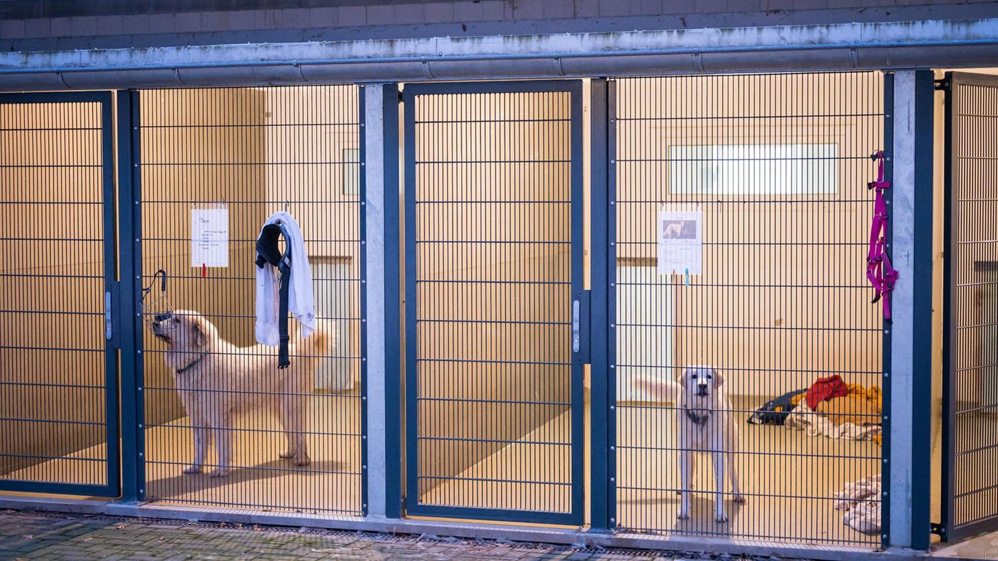 Hunde warten im Tierheim in ihren Boxen. In der Corona-Zeit haben sich offenbar viele Menschen Hunde angeschafft, ohne sich artgerecht mit ihnen zu beschäftigen. Hunde warten im Tierheim in ihren Boxen. In der Corona-Zeit haben sich offenbar viele Menschen Hunde angeschafft, ohne sich artgerecht mit ihnen zu beschäftigen.