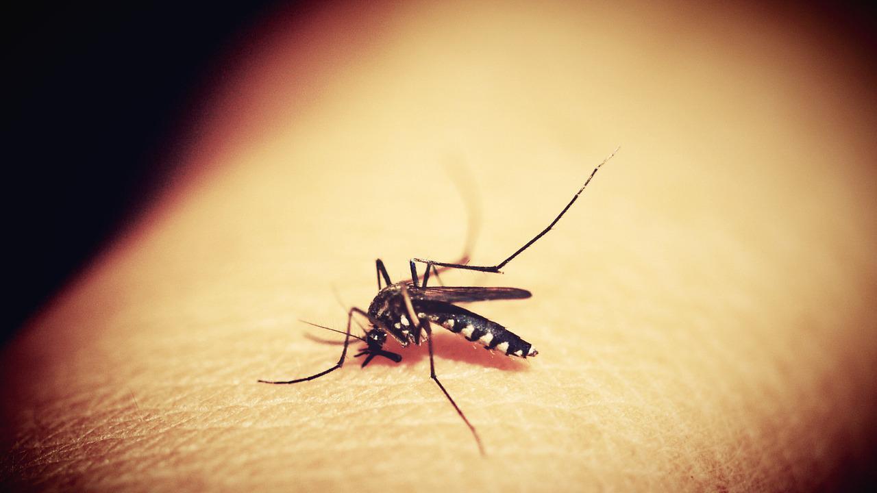 Zu den Hausmitteln, die gegen juckende Mückenstiche helfen, gehört Aloe Vera.
