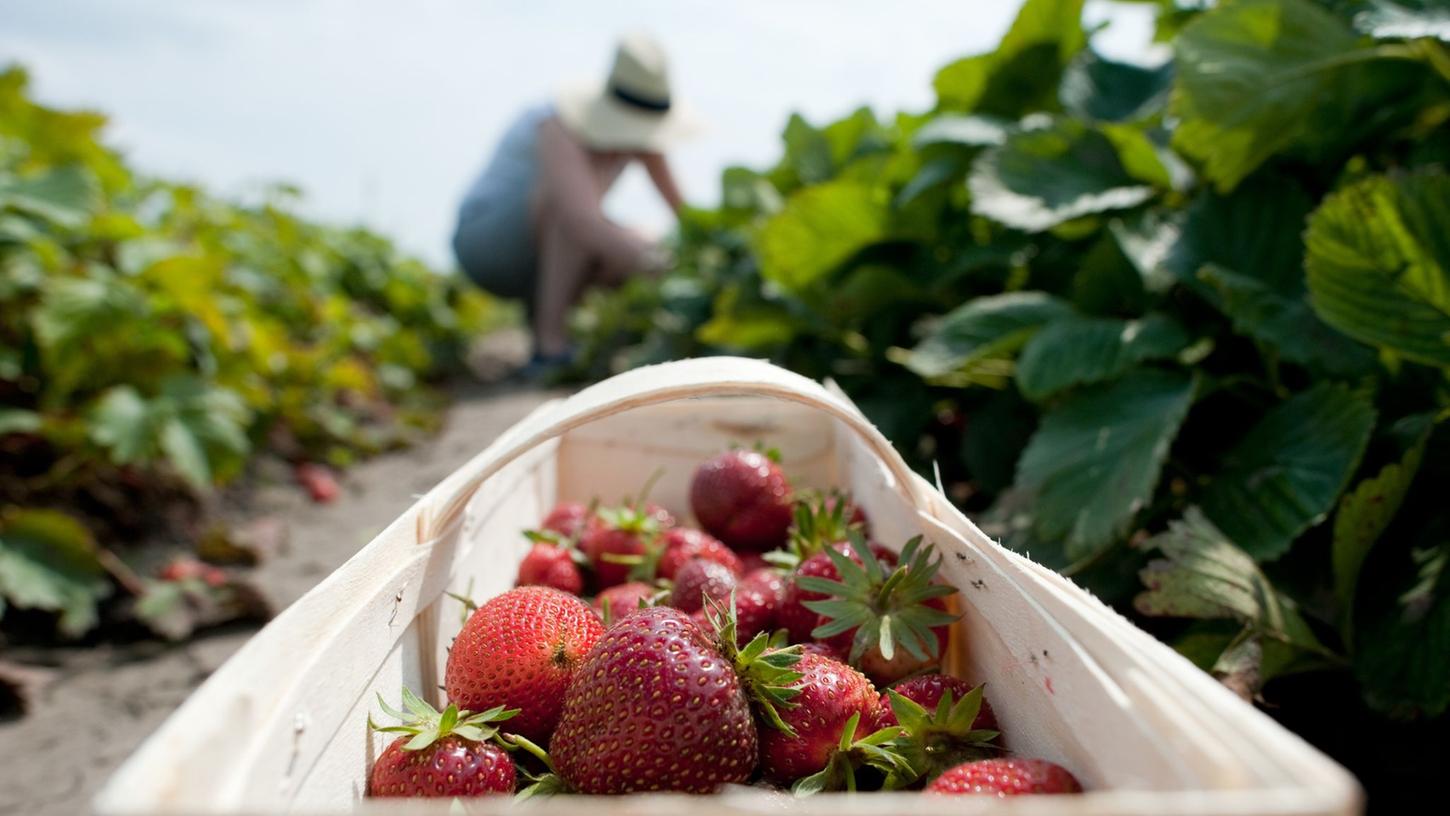 In der Landwirtschaft gelten bei Ferienjobs für Jugendliche Sonderregeln. In der Landwirtschaft gelten bei Ferienjobs für Jugendliche Sonderregeln.