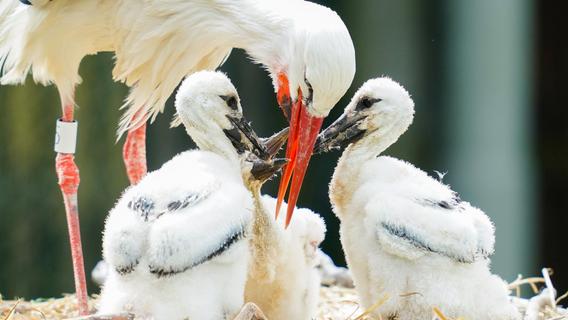 Viele Vogelarten in Schleswig-Holstein gefährdet