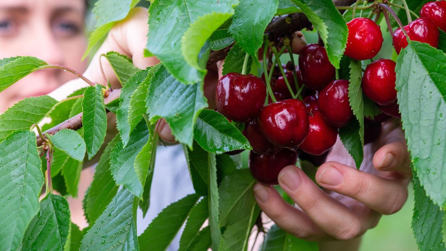 Wer die Kirschen aus dem Garten vor Maden schützen möchte, kann mit feinmaschigen Netzen und gelben Klebefallen arbeiten. Oder gleich zu einer früheren Sorte greifen. Wer die Kirschen aus dem Garten vor Maden schützen möchte, kann mit feinmaschigen Netzen und gelben Klebefallen arbeiten. Oder gleich zu einer früheren Sorte greifen.