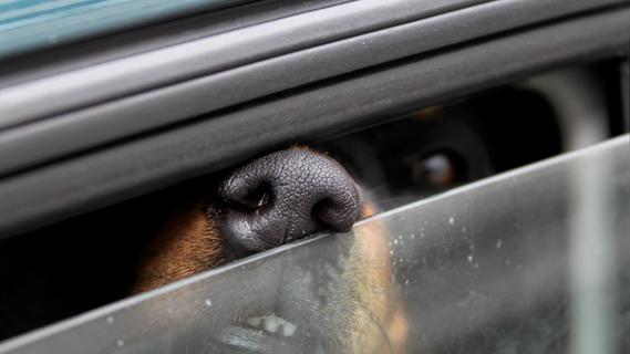 Bei 32 Grad im Auto zurückgelassen: Zwei Hunde sterben