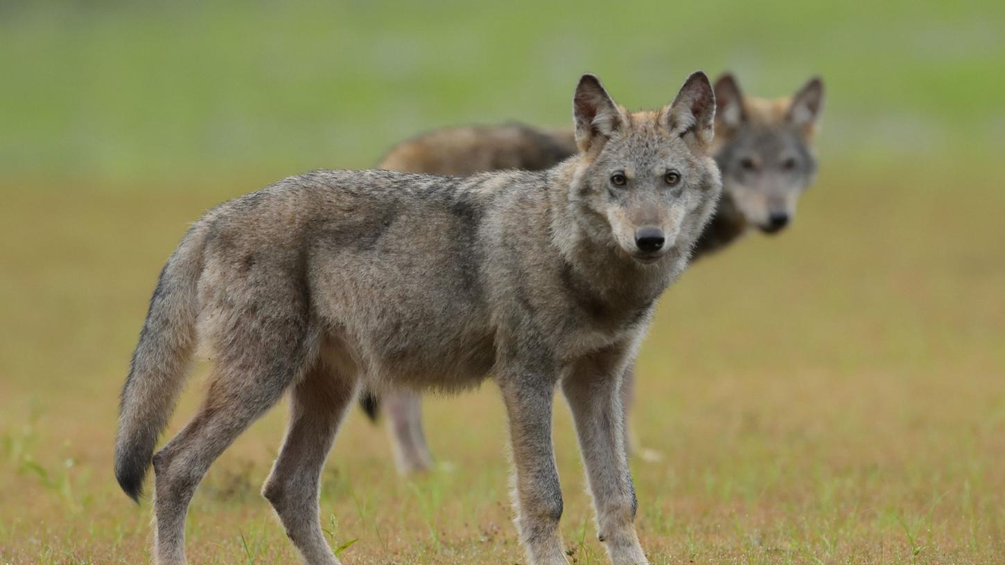 Wahrscheinlich wieder Wolf von Auto erfasst